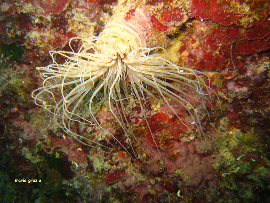 Cerianthus membranaceus